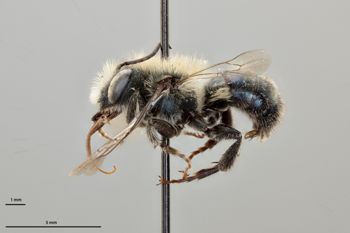 Media type: image;   Entomology 795047 Aspect: habitus lateral view